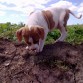 bob en el campo